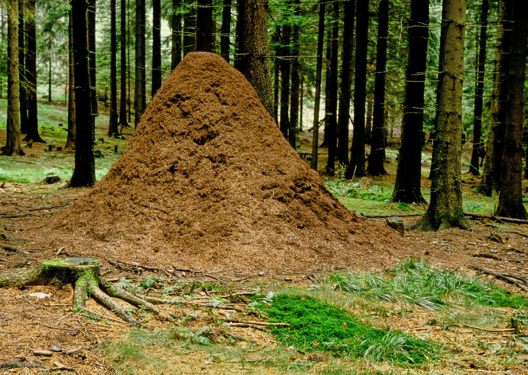 Markenzeichen der Waldameisen
