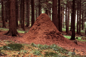 Waldameisen stehen unter Naturschutz