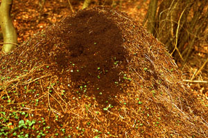 Waldameisen stehen unter Naturschutz