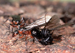 Waldameisen stehen unter Naturschutz