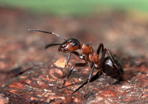 Waldameisen stehen unter Naturschutz