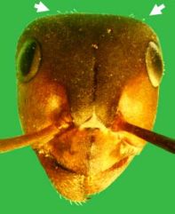 Kopf von Formica (F. s. str.) aquilonia