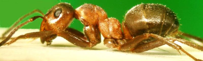Formica (F. s. str.) aquilonia
