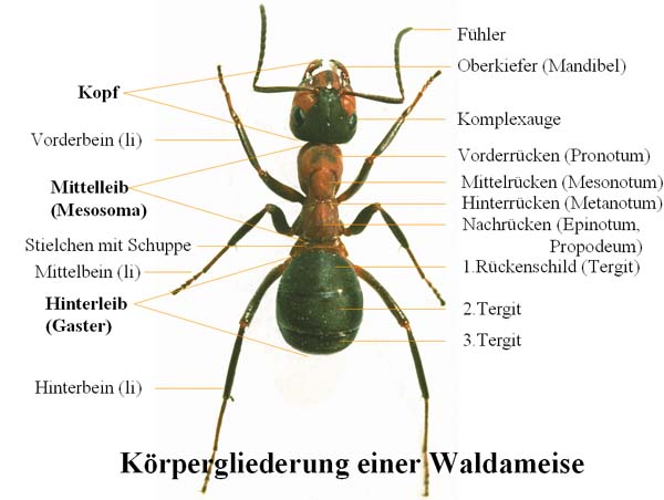 Körpergliederung einer Waldameisen