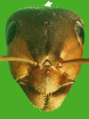 Kopf von Formica (F. s. str.) lugubris