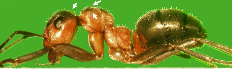Formica (F. s. str.) lugubris