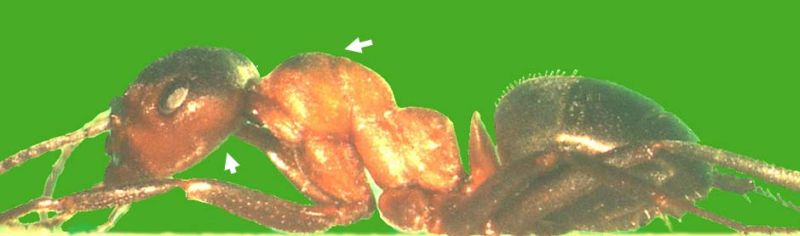 Formica (F. s. str.) polyctena