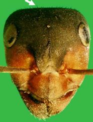 Kopf von Formica (F. s. str.) pratensis