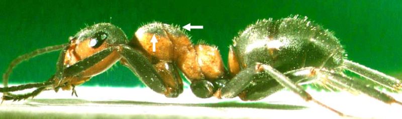 Formica (F. s. str.) pratensis