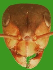 Kopf von Formica (F. s. str.) rufa