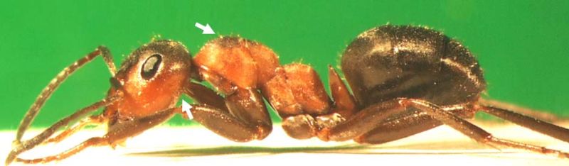 Formica (F. s. str.) rufa