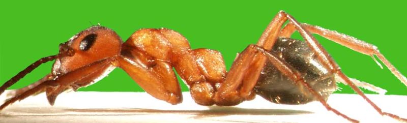 Formica (R.) sanguinea