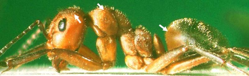 Formica (F. s. str.) truncorum