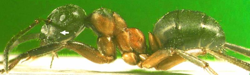 Formica uralensis