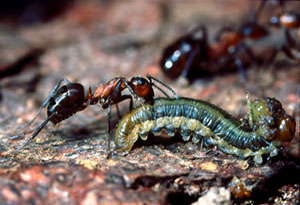 Waldameisen erbeuten Hunderte verschiedener Insektenarten, darunter viele Forstschädlinge